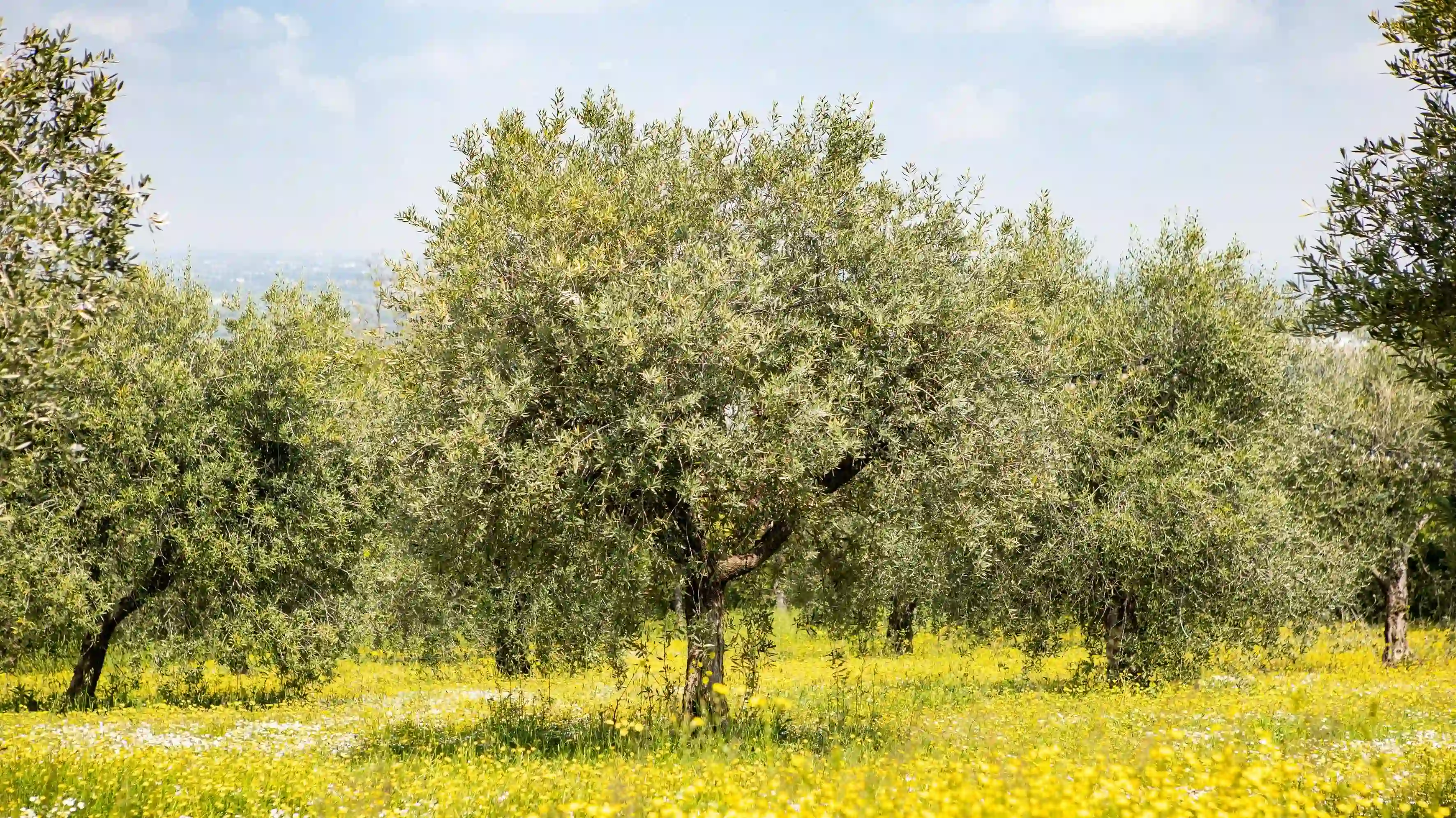 brand reputation palazzo varignana adotta un olivo
